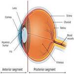 Cornea and Anterior Segment Specialist